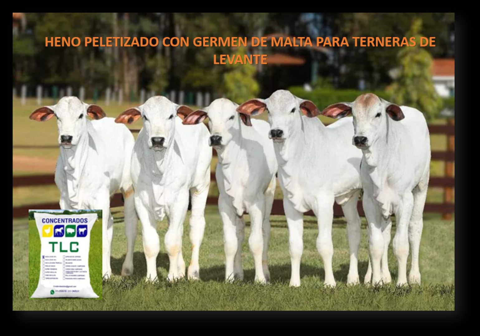 HENO PELETIZADO CON GERMEN DE MALTA PARA TERNERAS DE LEVANTE