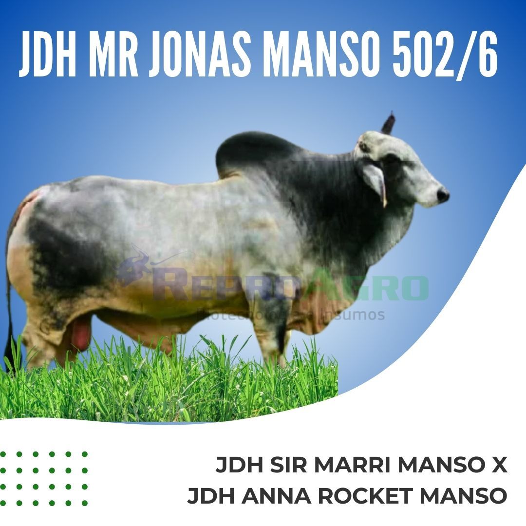 JDH MR JONAS MANSO 502/6