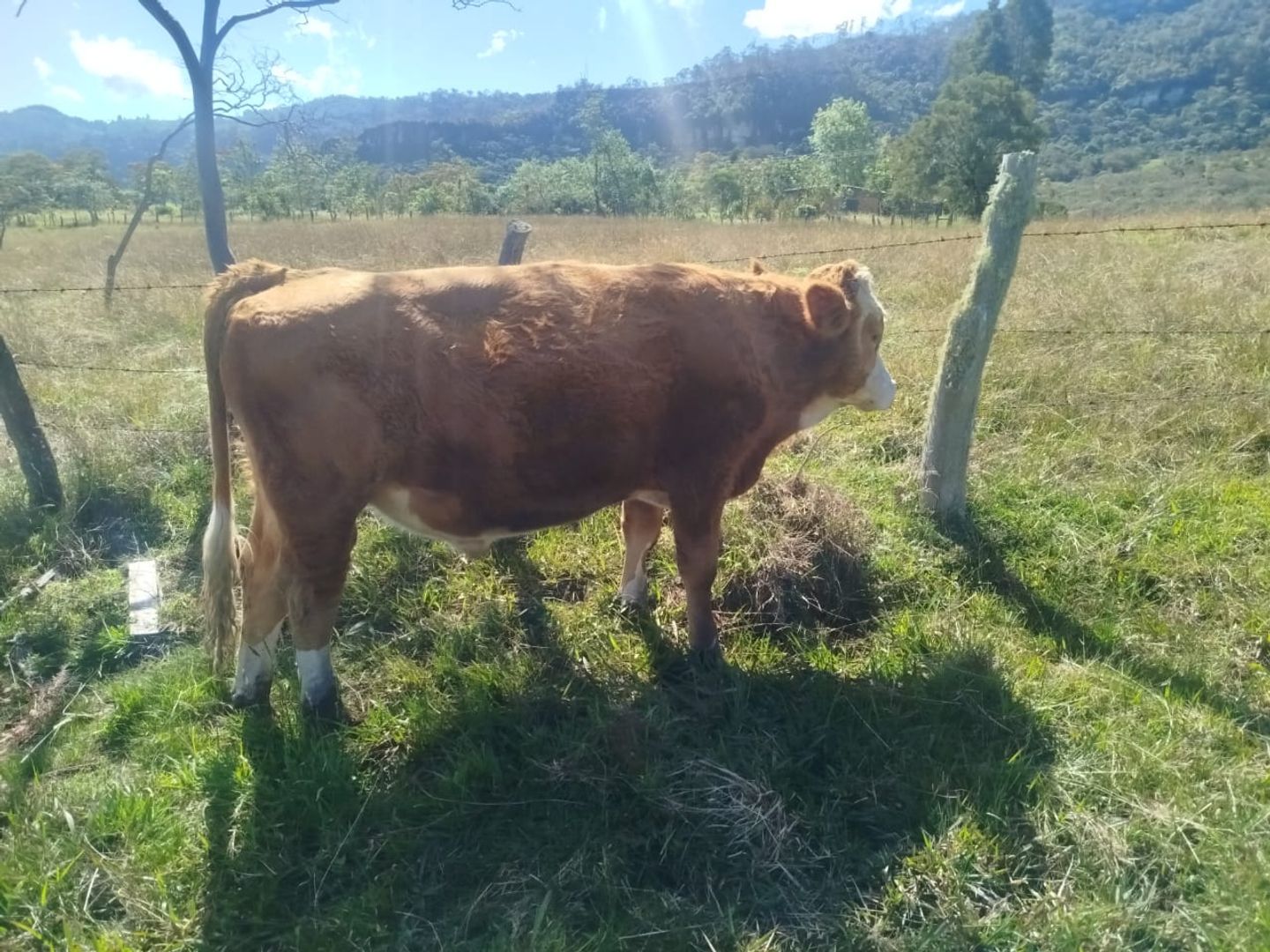 En venta torete Simmental puro Registrado aclimatado al tropico