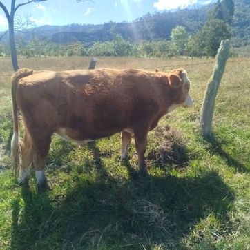 En venta torete Simmental puro Registrado aclimatado al tropico - imagen 1