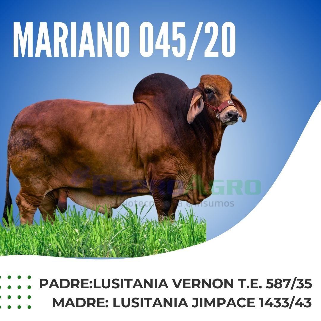 MARIANO