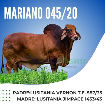 MARIANO - imagen 1