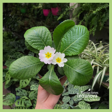 PRIMULA - imagen 2