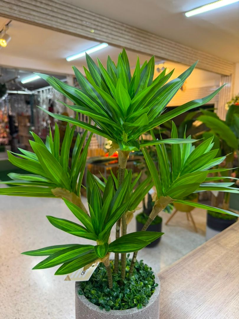 PLANTA CANCION DE LA INDIA VERDE X 3 TALLOS