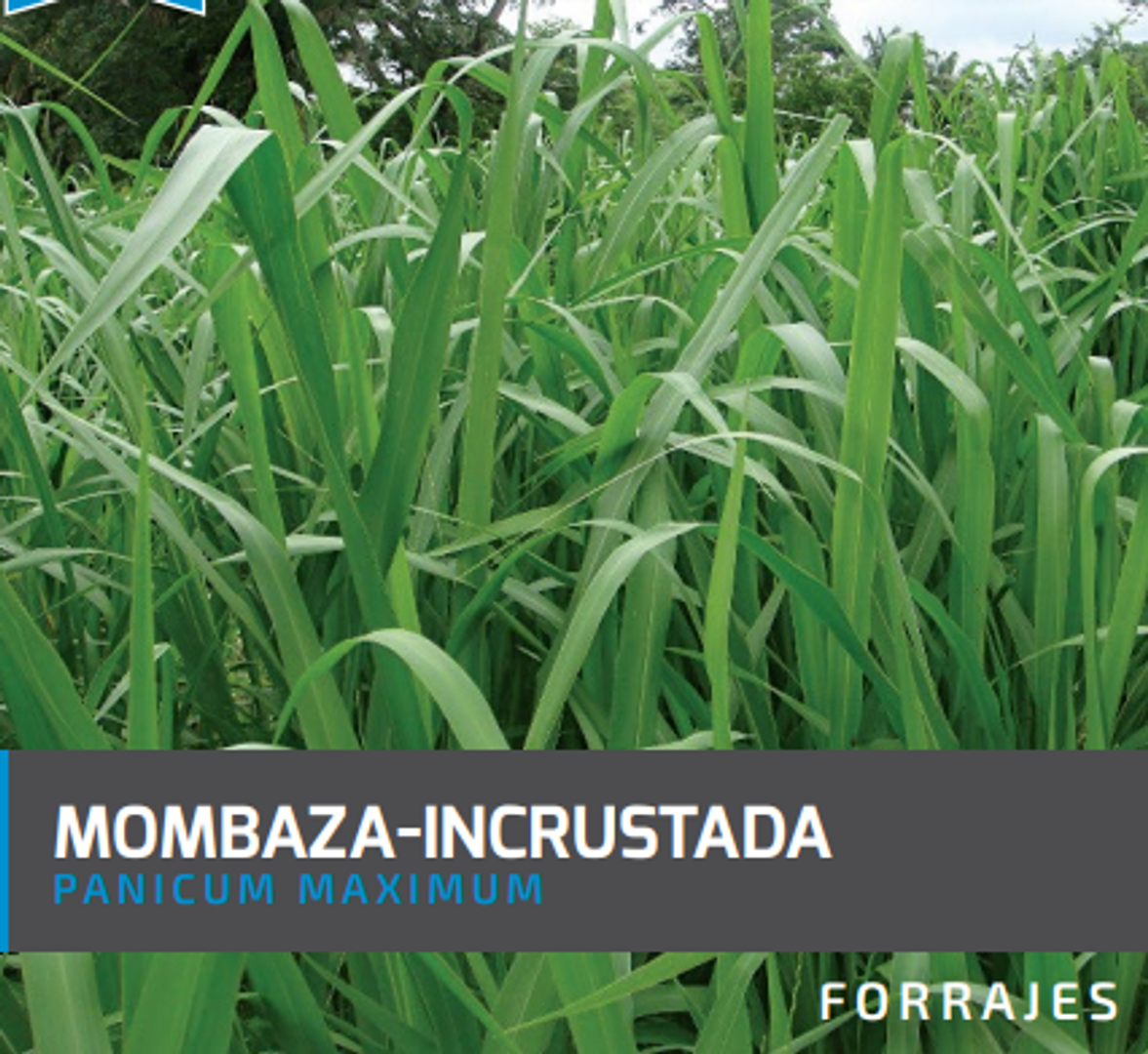 Mombaza Guinea Panicum Maximum  (Incrustada) x Kilo