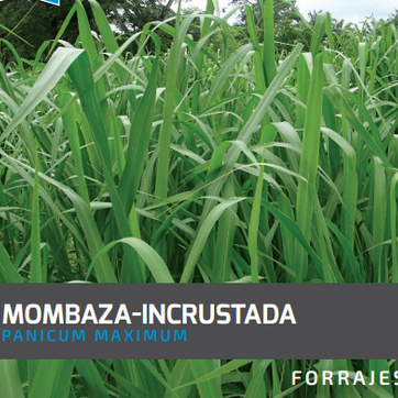 Mombaza Guinea Panicum Maximum  (Incrustada) x Kilo - imagen 1