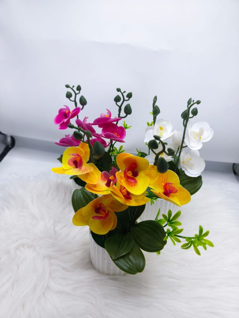 MATER ORQUIDEA JM012