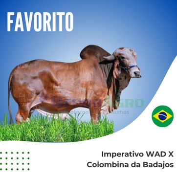 FAVORITO - imagen 1