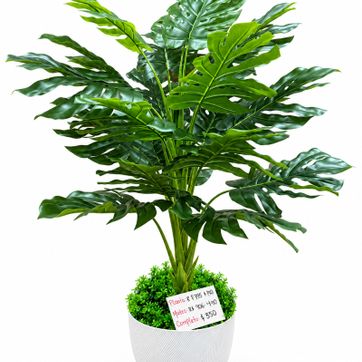 Imagen del producto PLANTA DE BALAZO 1.30 METROS