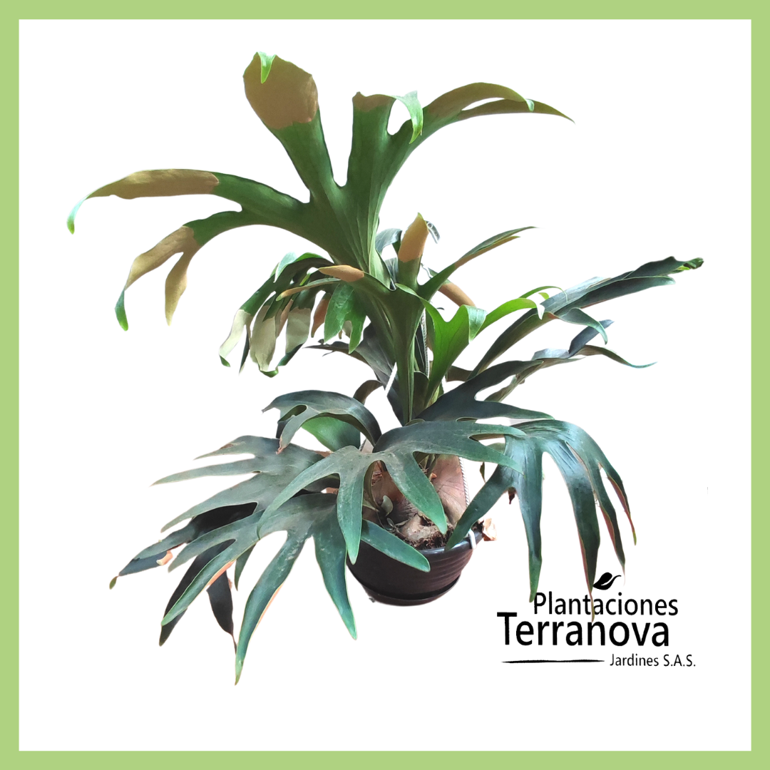 CACHO DE VENADO GRANDE (Platycerum) 