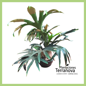 CACHO DE VENADO GRANDE (Platycerum)  - imagen 1