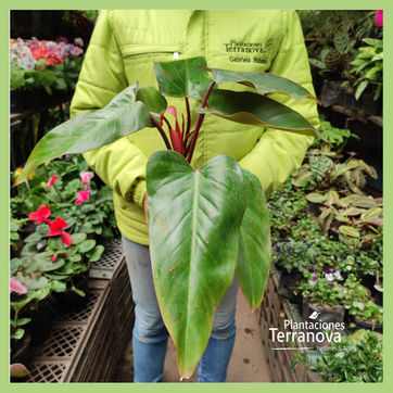 PHILODENDRON VENA ROJA - imagen 3