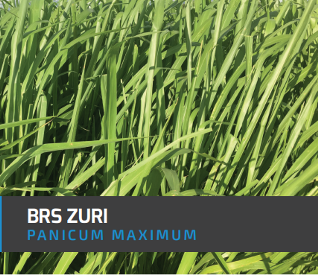 Zuri Guinea Panicum Maximum x Kilo