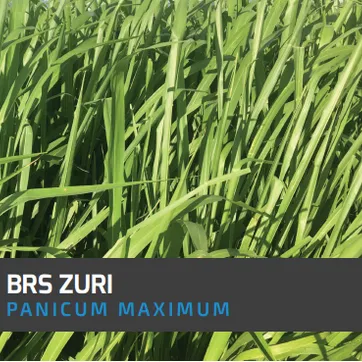 Zuri Guinea Panicum Maximum x Kilo - imagen 1