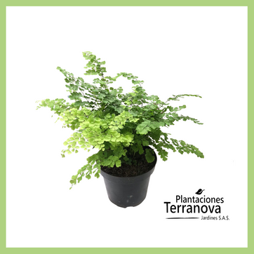 HELECHO CILANTRILLO - imagen 1