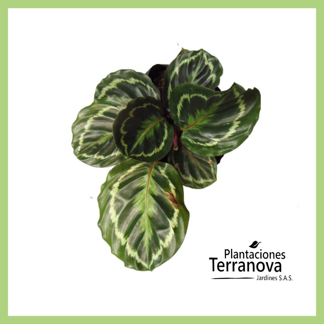 CALATHEA MEDALLION 2