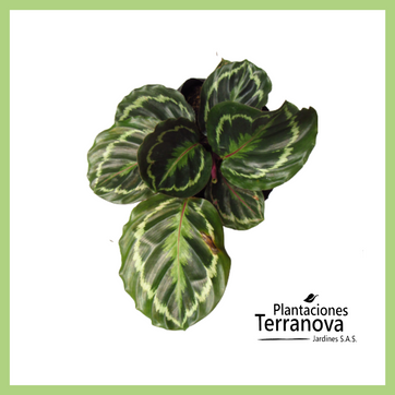 CALATHEA MEDALLION 2 - imagen 1