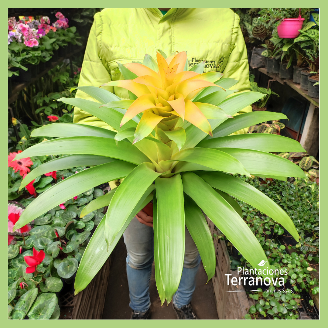 BROMELIA