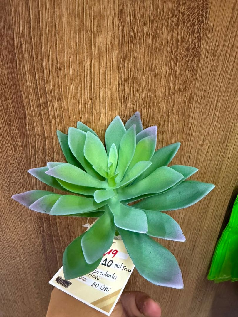 SUCULENTA TIPO FLOR VERDE BLANCO