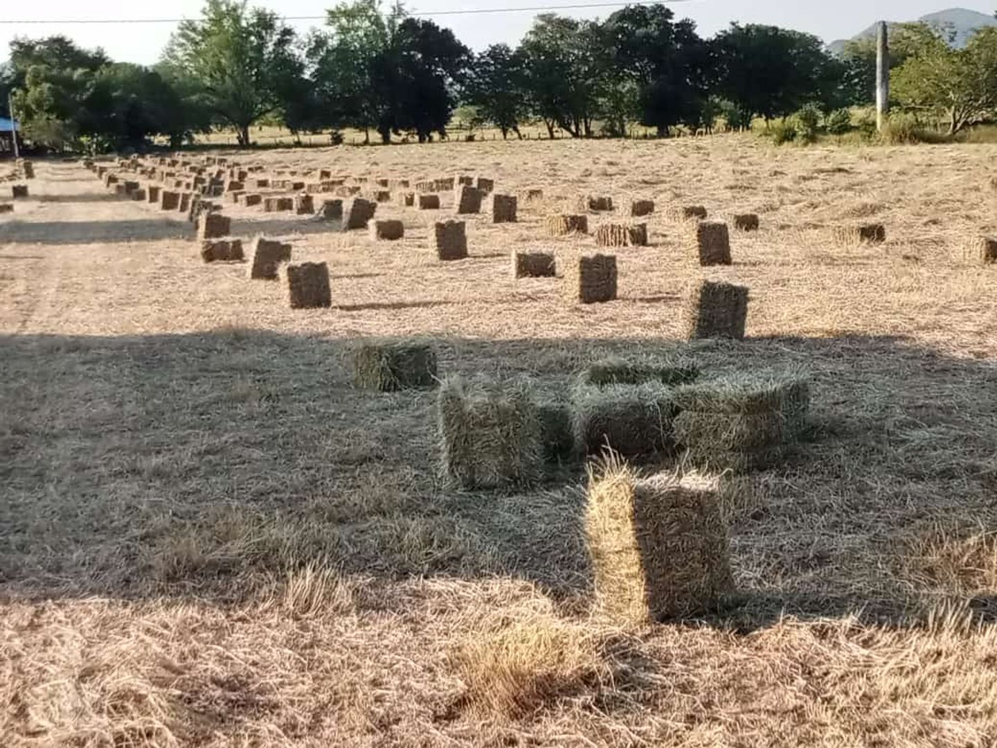 PACA DE HENO ANGLETON DE BODEGA