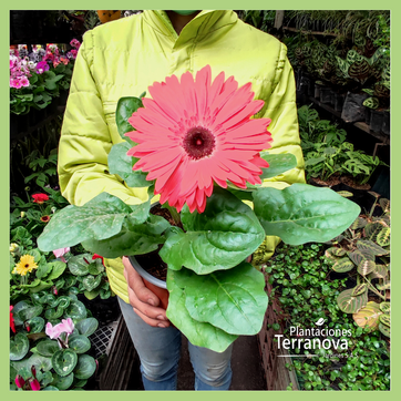 GERBERA - imagen 2