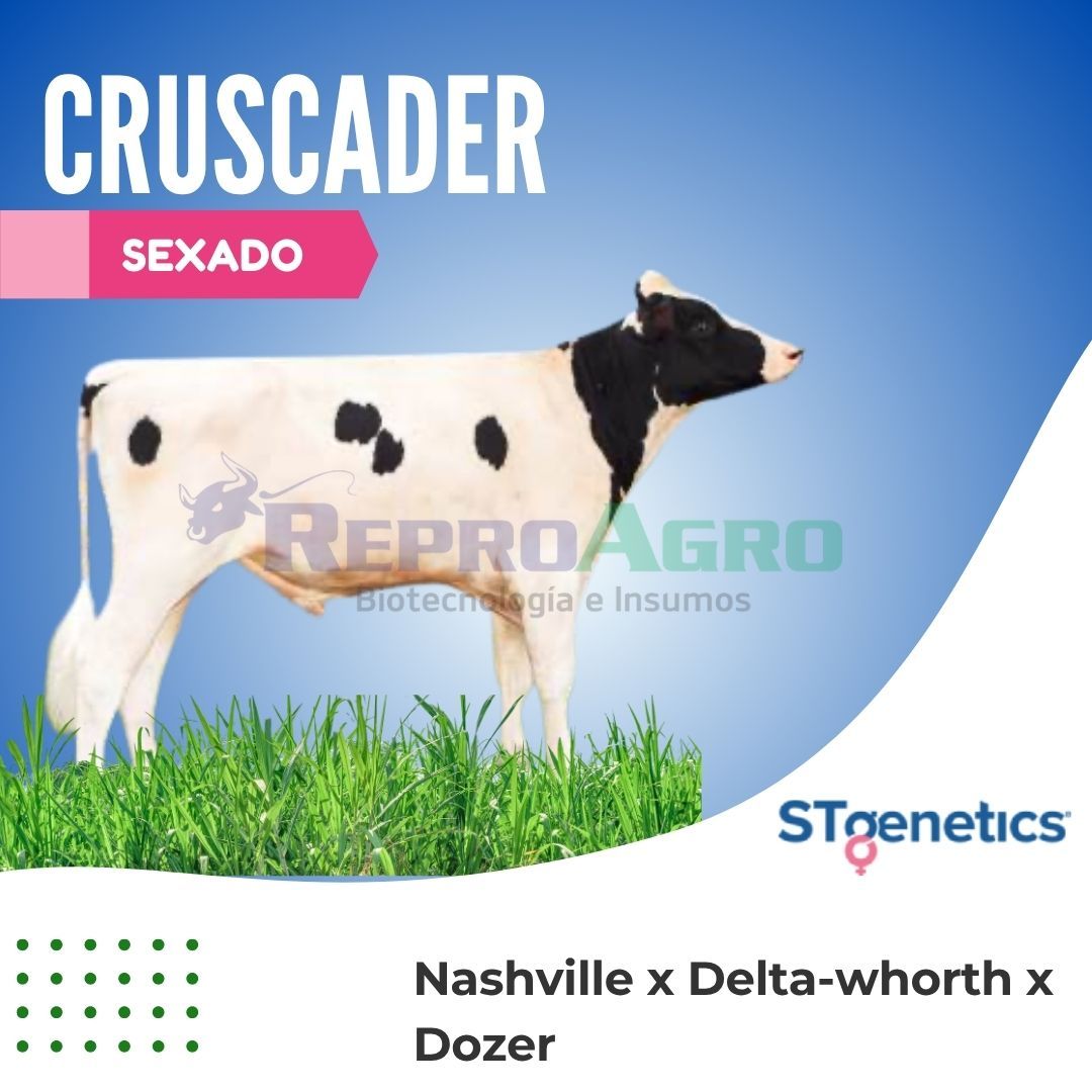 CRUSCADER SEXADO