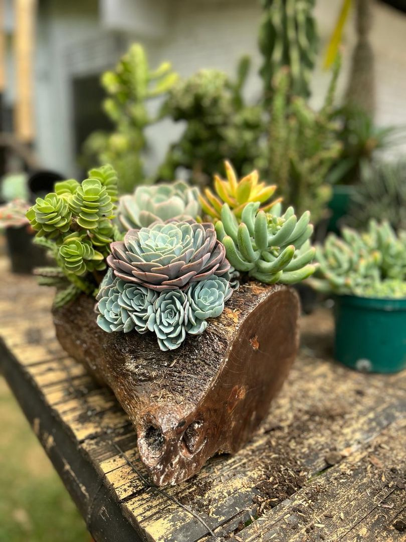 JARDINES SUCULENTAS TRONCO 