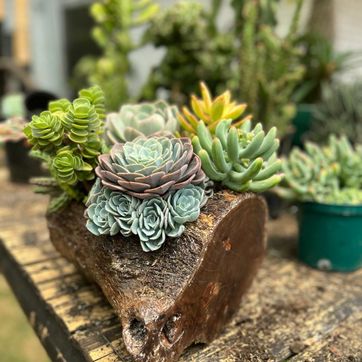 JARDINES SUCULENTAS TRONCO  - imagen 10