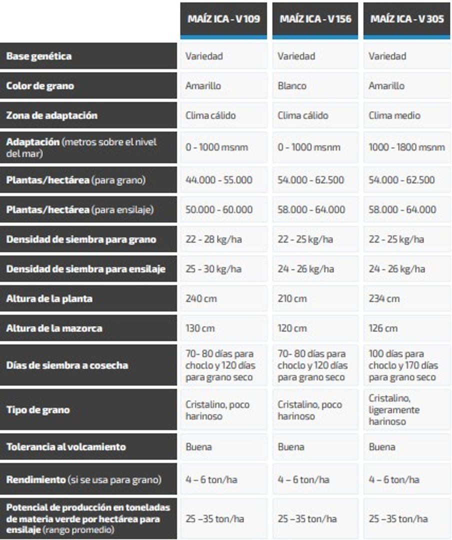 Maiz ICA V- 305 (Amarillo certificado) x Kilo