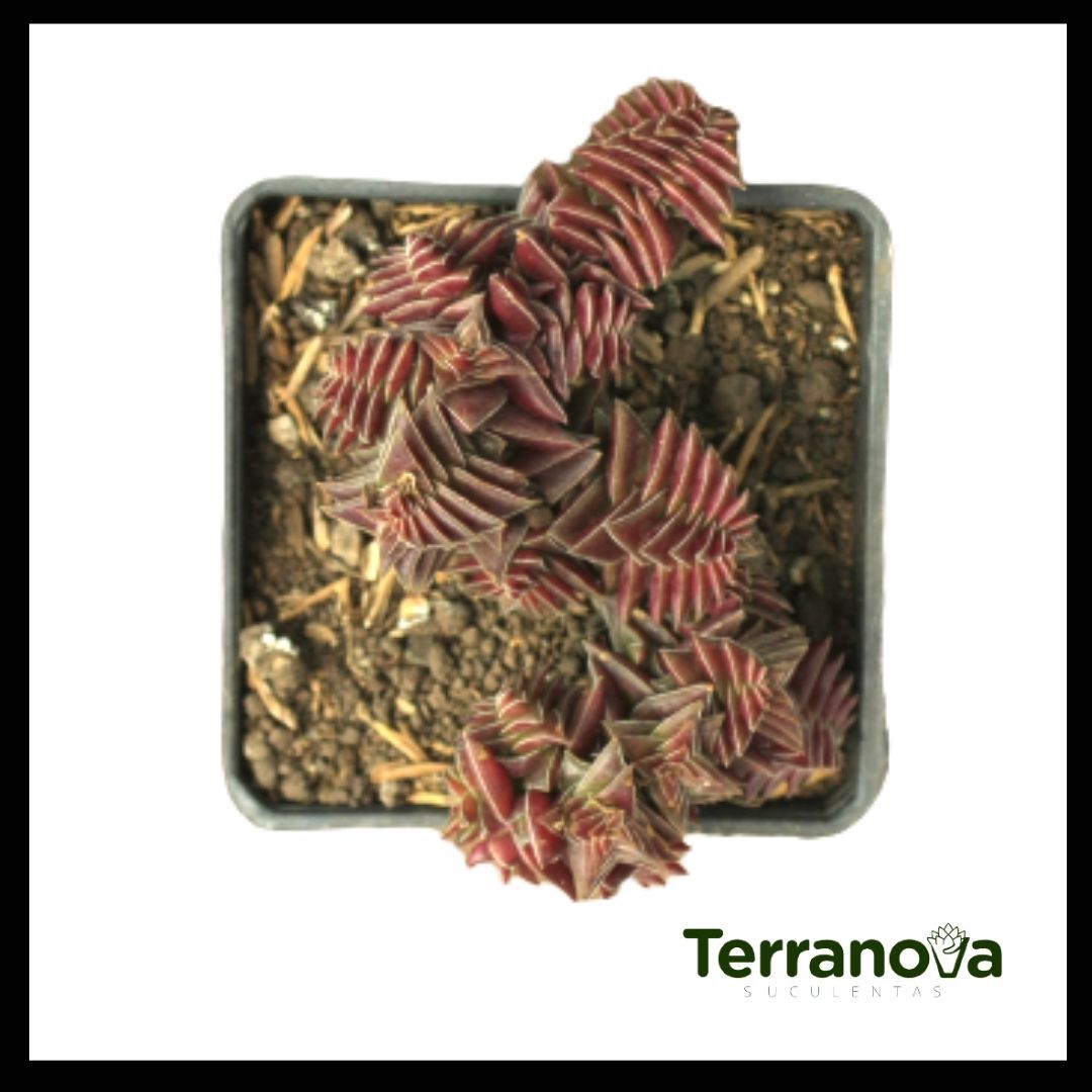 CRASSULA CAPITELLA ORIGAMI