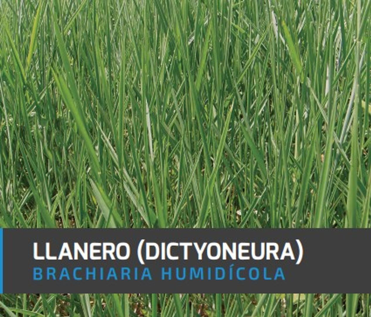 Llanero Brachiaria -Dictyoneura x Kilo