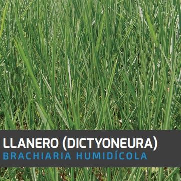 Llanero Brachiaria -Dictyoneura x Kilo - imagen 1