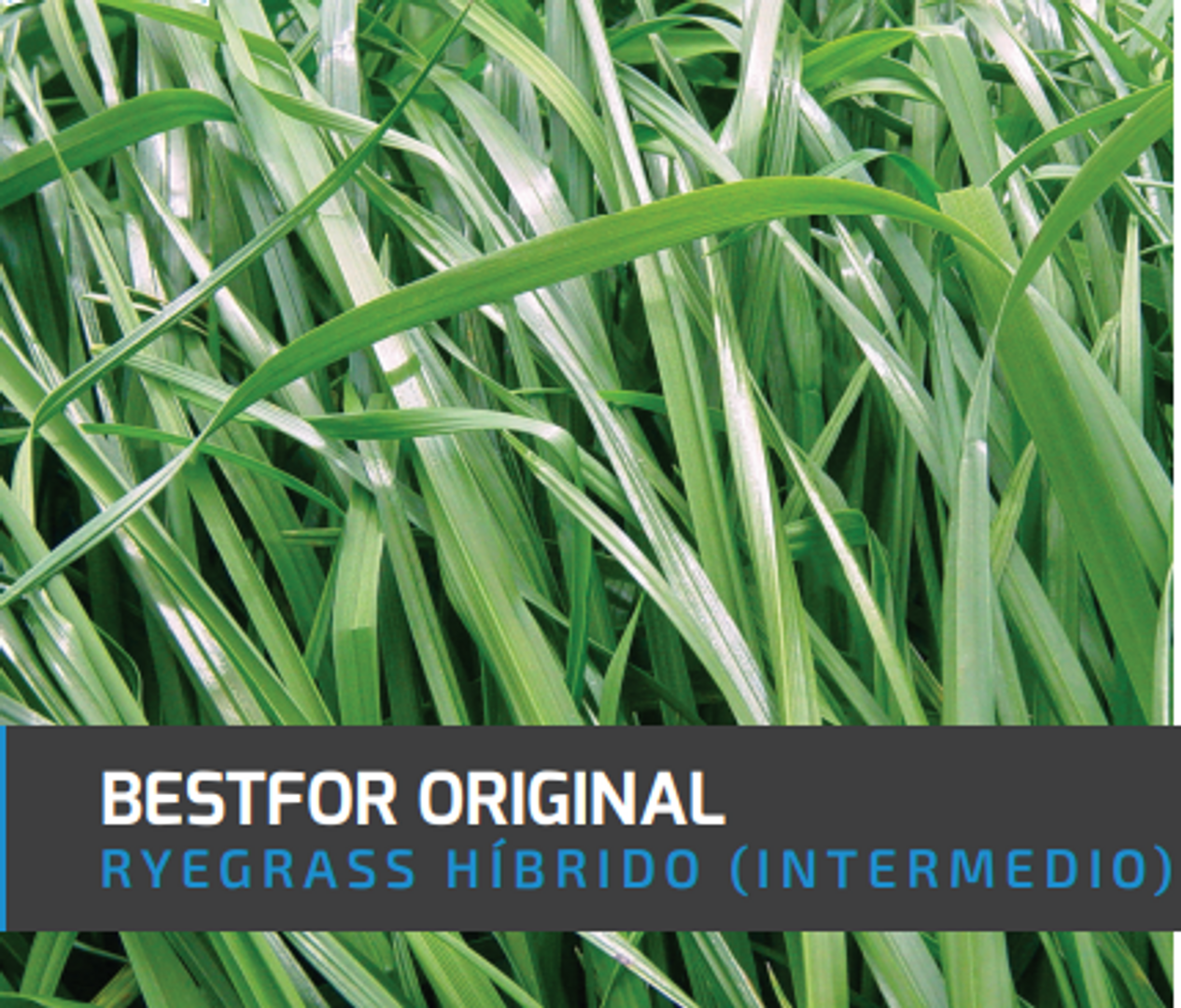 Ryegrass Bestfor Original (Híbrido tetraploide) x Kilo