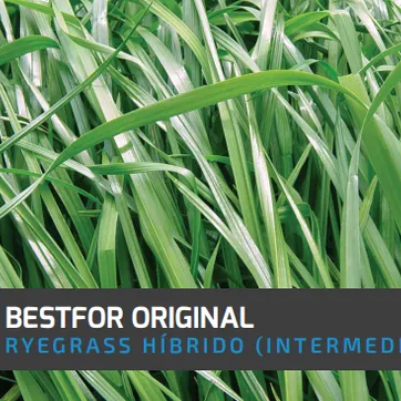 Ryegrass Bestfor Original (Híbrido tetraploide) x Kilo - imagen 1