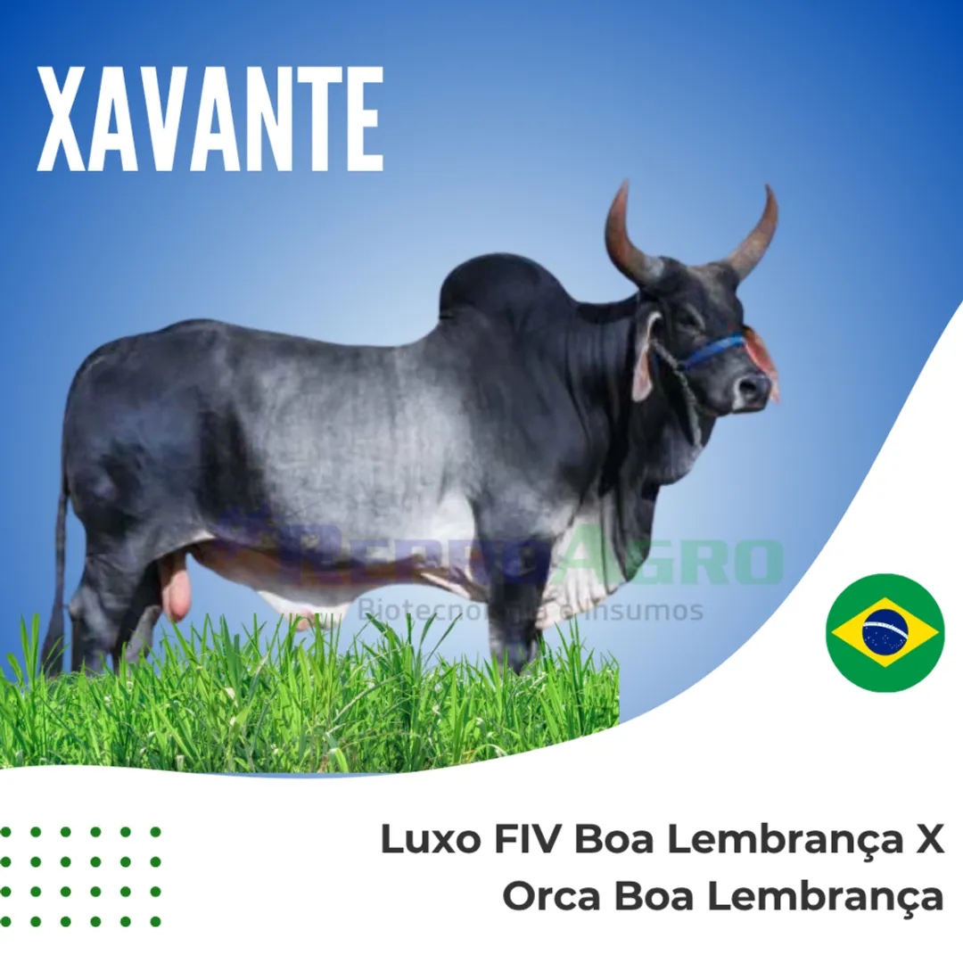 XAVANTE