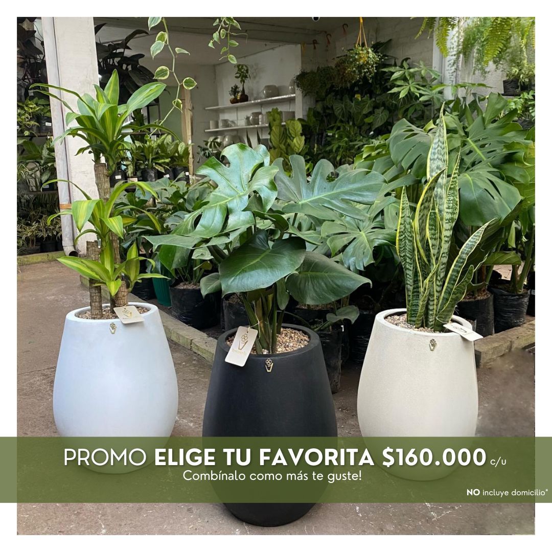 PROMO ELIGE TU FAVORITA