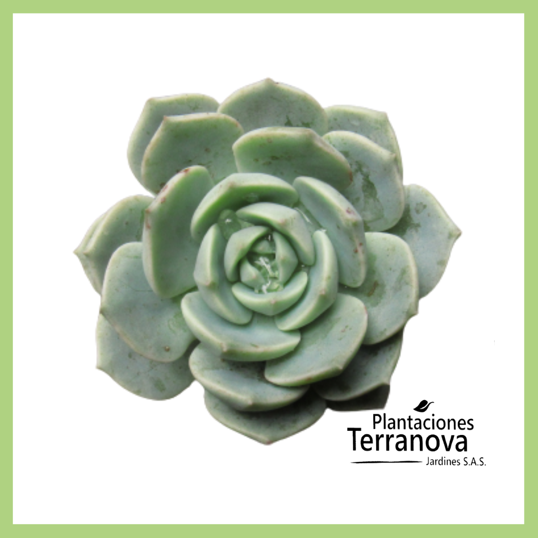 GRAPTOVERIA TITUBANS