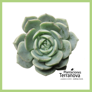 Imagen del producto GRAPTOVERIA TITUBANS