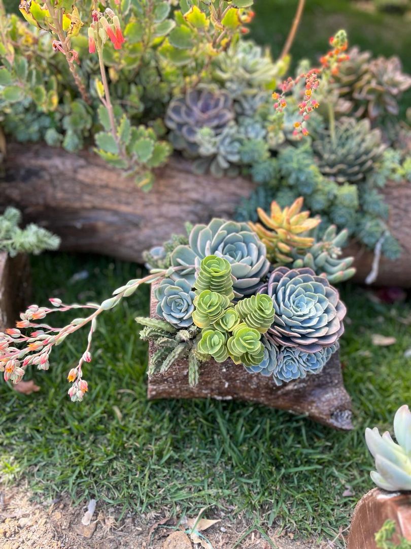 JARDINES SUCULENTAS TRONCO 