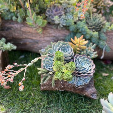 JARDINES SUCULENTAS TRONCO  - imagen 2