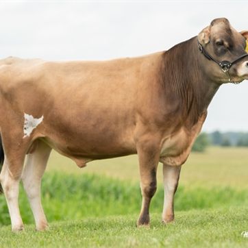 Imagen del producto JX Golden