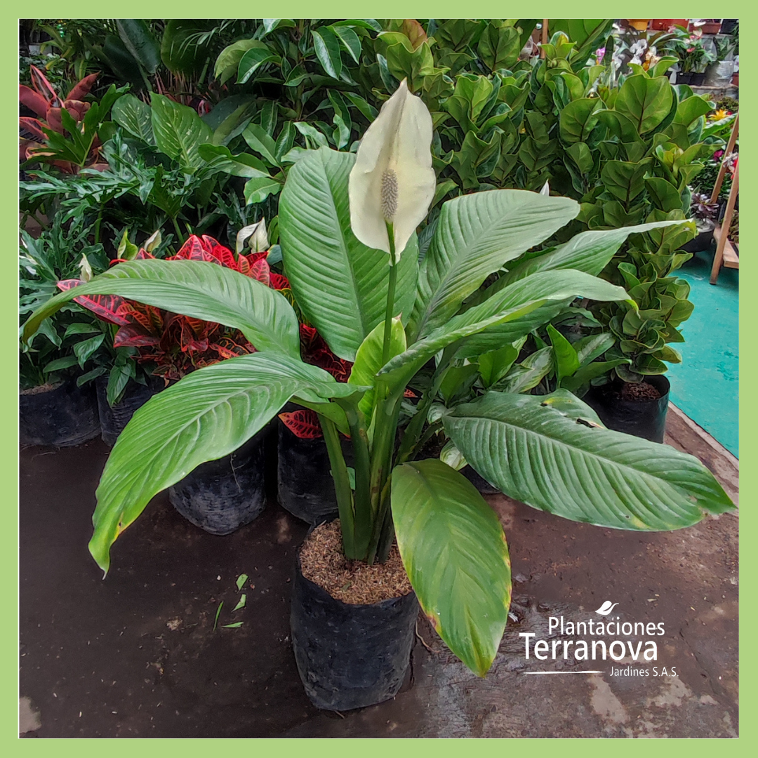 SPATHIPHYLIUM GIGANTE