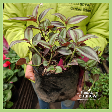 PANAMEÑA MORADA - imagen 2