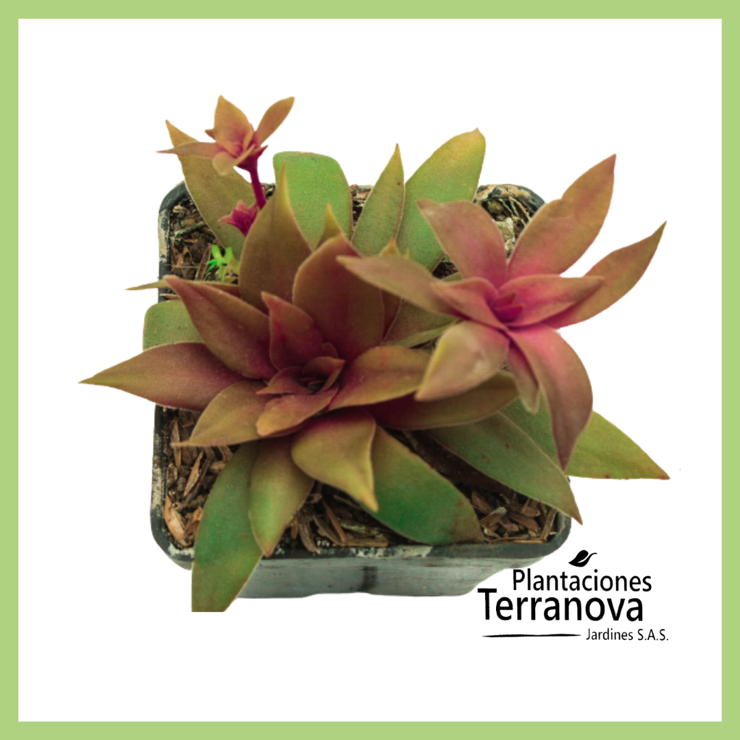 CRASSULA ORBICULARIS