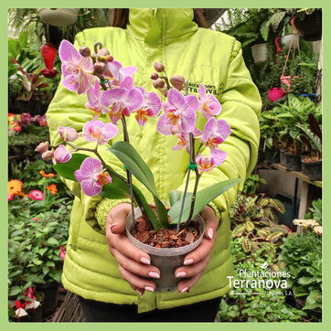 ORQUIDEA MEDIANA - imagen 2