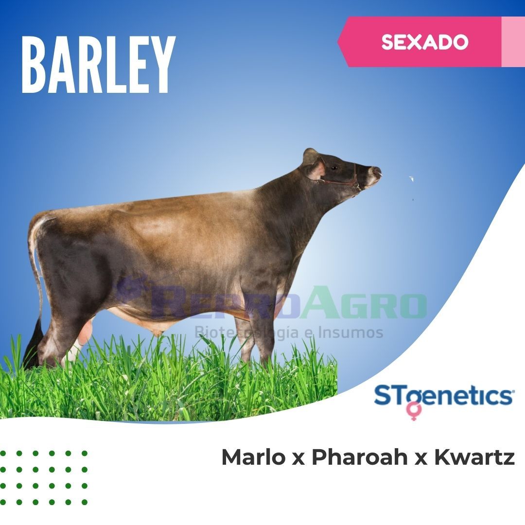 BARLEY SEXADO