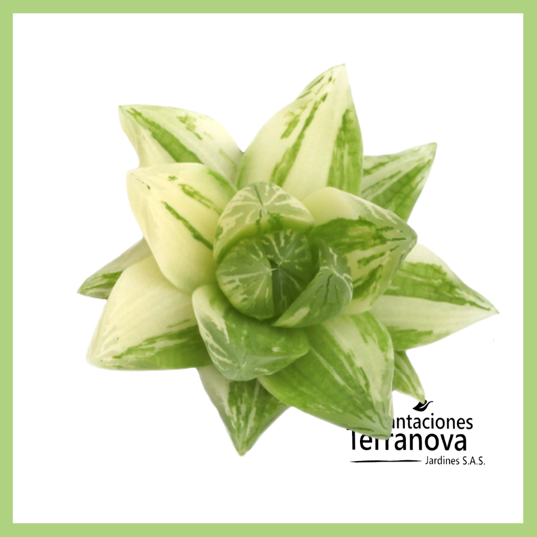HAWORTHIA VARIEGADA