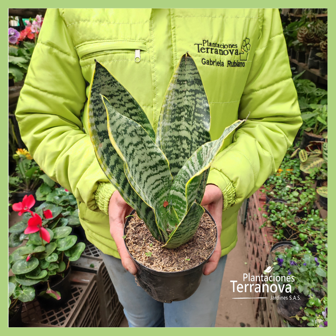 SANSEVIERIA MINI