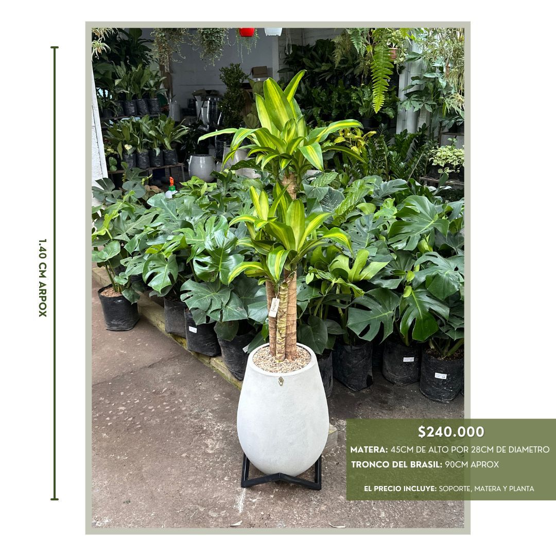 PLANTAS TENDENCIA PARA EL 2025