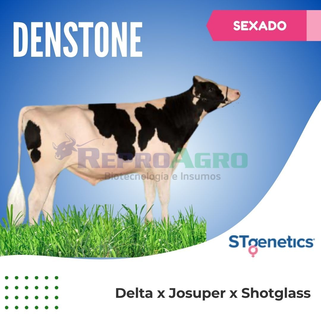 DENSTONE SEXADO
